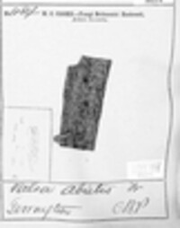 Cytospora pinastri image